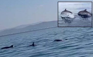 Pamje mahnitëse nga Gjiri i Vlorës, delfinët dhurojnë spektakël