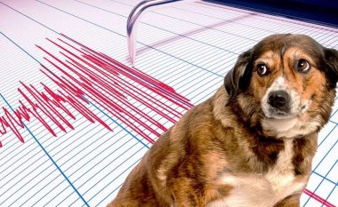 Si i parashikojnë qentë tërmetet? A mund të jenë kafshët sistemi më i mirë i alarmit?