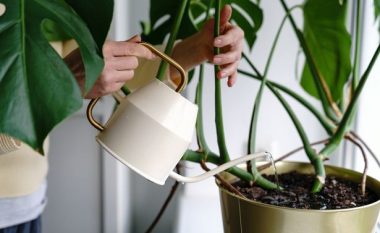 Përbërësi që do të ringjallë bimët tuaja të shtëpisë: Ato do të lulëzojnë gjatë gjithë vitit