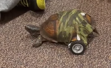 Pasi humbi këmbët kur u godit me makinë, breshkës në Misisipi iu montuan disa rrota për të ecur përsëri