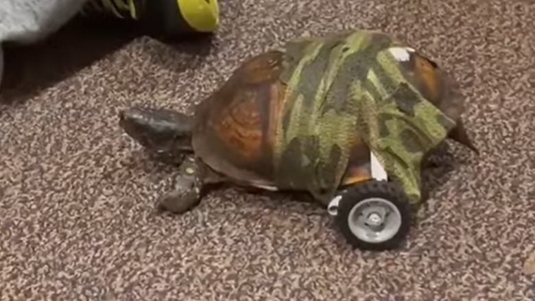 Pasi humbi këmbët kur u godit me makinë, breshkës në Misisipi iu montuan disa rrota për të ecur përsëri