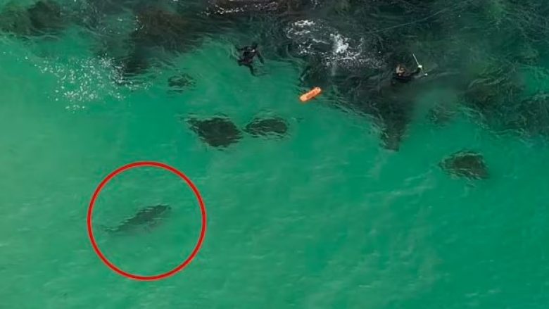 Zhytësit as që ishin në dijeni që pas u ishte vënë një peshkaqen, roja i plazhit në Australi i alarmon – i shpëtojnë më të keqes