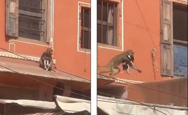 Majmuni “rrëmben” qenin nga tarraca e një apartamenti në Indi