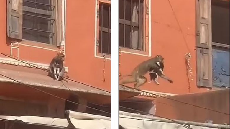 Majmuni “rrëmben” qenin nga tarraca e një apartamenti në Indi
