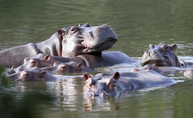 Jetojnë pranë ish-fermës së Pablo Escobar, Kolumbia propozon transferimin e 70 hipopotamëve në Indi dhe Meksikë