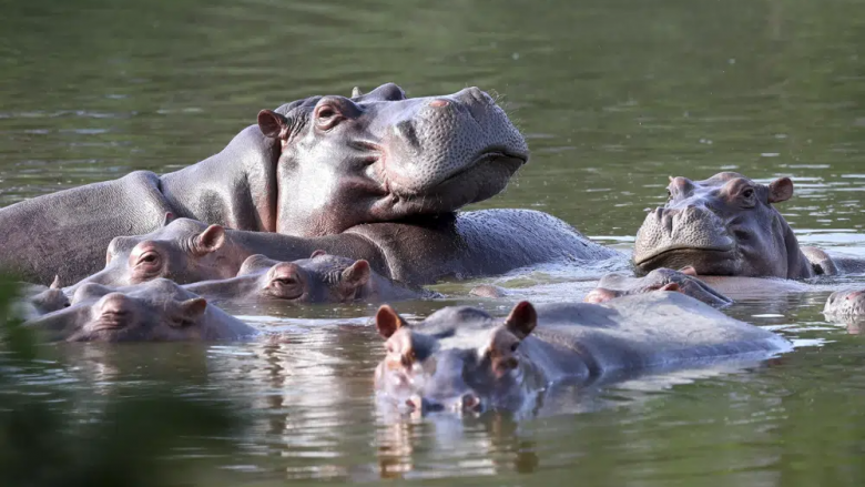 Jetojnë pranë ish-fermës së Pablo Escobar, Kolumbia propozon transferimin e 70 hipopotamëve në Indi dhe Meksikë