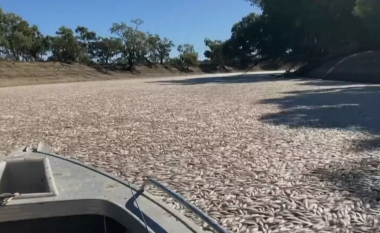 Miliona peshq të ngordhur shfaqen në rrjedhën e një lumi pranë një qyteti australian