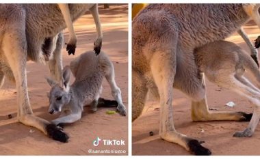 Foshnja kangur luftoi derisa hyri në ‘thes’