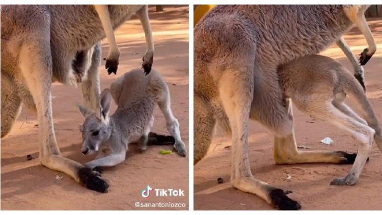 Foshnja kangur luftoi derisa hyri në ‘thes’