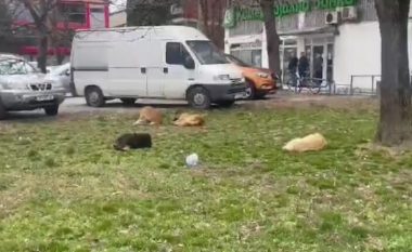 Tetovë, qentë endacak rrezik për qytetarët