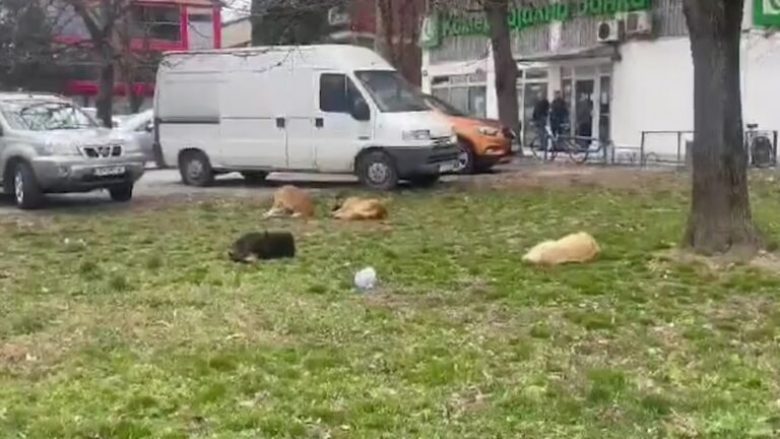 Tetovë, qentë endacak rrezik për qytetarët