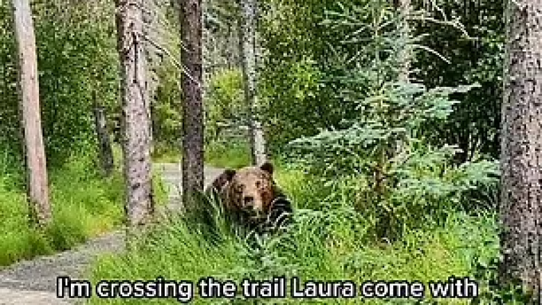Momenti i frikshëm kur një çift takohet ballë për ballë me një palë arinj të murrmë gjatë ecjes që ata po e bënin në pyjet e Alaskës
