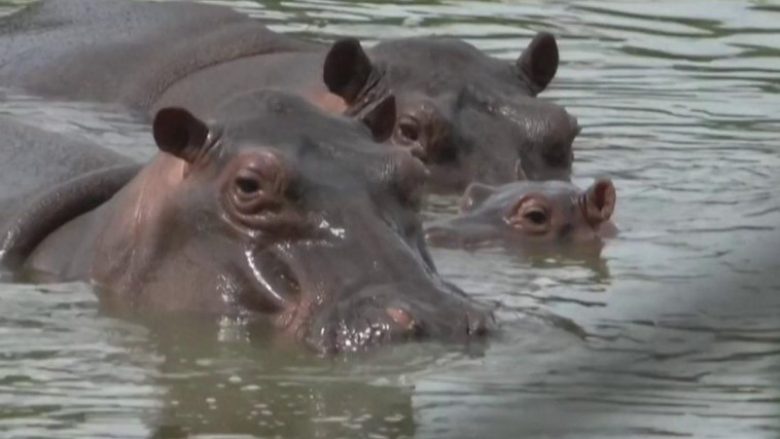 Zhvendosja e hipopotamëve të Escobarit do të kushtojë 3.5 milionë dollarë