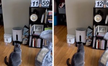 Kjo mace çdo ditë pret pa lëvizur mesditën – shikoni videon për ta kuptuar se pse