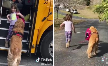 Çdo ditë, qeni pret vajzën në stacionin e autobusit kur ajo kthehet nga shkolla