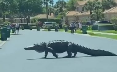 Aligatori dhjetë metra i gjatë filmohet duke ecur nëpër një lagje luksoze të Floridës