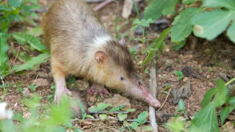 Lloji i tij i mbijetoi meteorit që zhduku dinozaurët: Një gjitar i pazakontë dhe helmues i Karaibeve