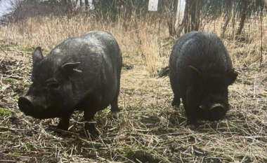 Dy derra dhe një dhi arratisen në një qark të shtetit Illinois