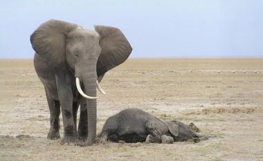 Duke monitoruar aktivitetet e elefantëve, u regjistruan shprehi të pazakonta: Sa flenë dhe a ëndërrojnë?