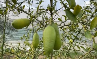 Limoni më i shtrenjtë në botë që kushton 87 euro për kilogram, tashmë po kultivohet edhe në Shqipëri