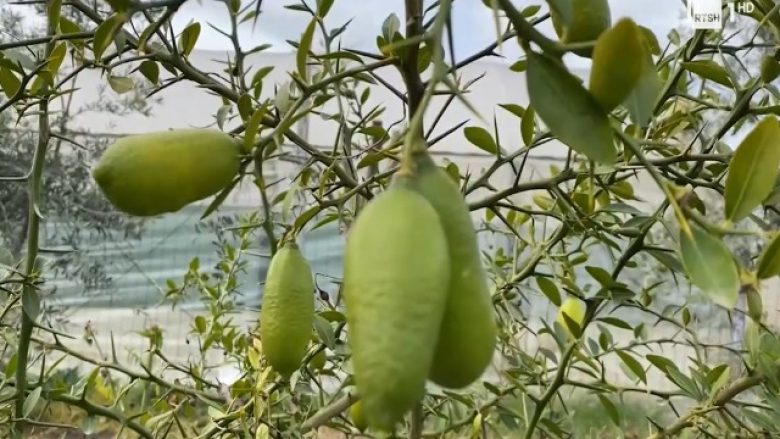 Limoni më i shtrenjtë në botë që kushton 87 euro për kilogram, tashmë po kultivohet edhe në Shqipëri
