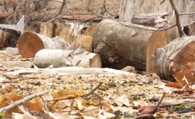 Shtohen rastet e prerjes ilegale të pyjeve, Inspektorati i pakënaqur më gjykatat