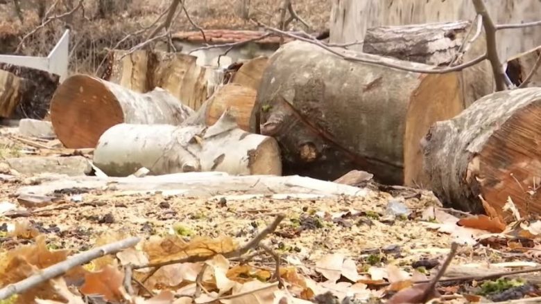 Shtohen rastet e prerjes ilegale të pyjeve, Inspektorati i pakënaqur më gjykatat