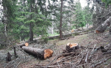 Ndërpritet prerja e drunjve në pyllin e fshatit Sfillare të komunës së Sarajit