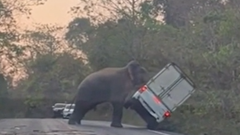 Momenti kur elefanti në Tajlandë rrokullisi automjetin së bashku me shoferin brenda