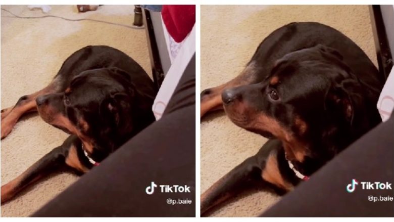 Pronarja bënë shaka me qenin – reagimi i kafshës shtëpiake bëhet hit në rrjetet sociale