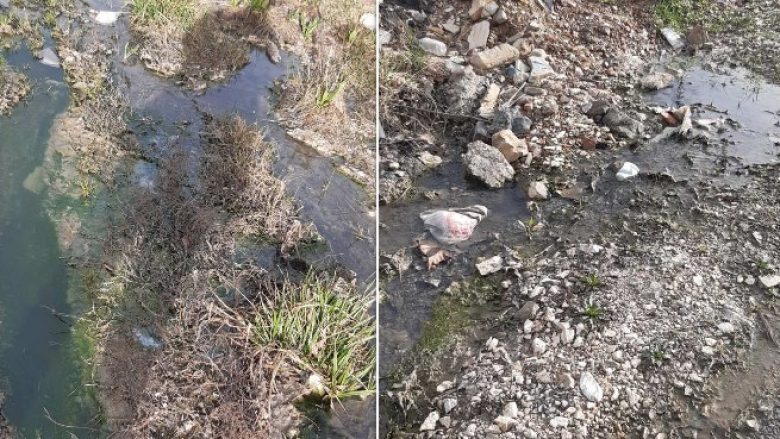 Ujëra të zeza e mbeturina në Ferizaj, komuna nuk intervenon