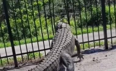 Lakoi shufrat me forcë, krokodili për pak arriti të kalonte përmes gardhit metalik në Florida