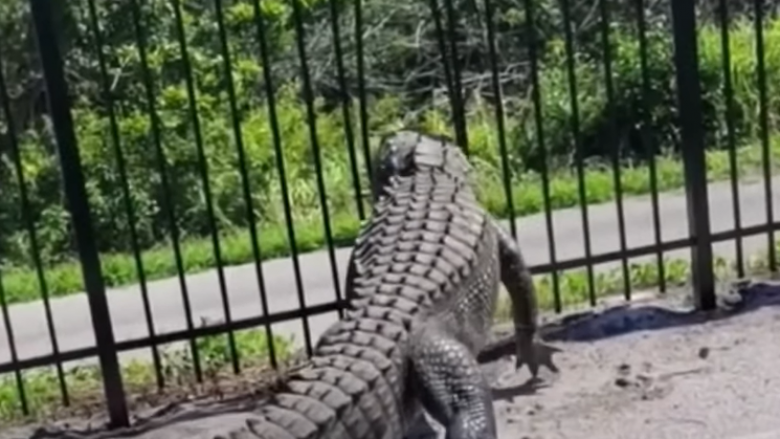 Lakoi shufrat me forcë, krokodili për pak arriti të kalonte përmes gardhit metalik në Florida