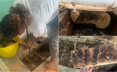 Mjalti filloi të “rridhte” nëpër mure, një familje në Angli zbuloi se shtëpia e tyre ishte shndërruar në një koshere gjigante bletësh