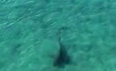 Pamjet me dron tregojnë peshkaqenin shumë afër ‘sërfistëve’ në Florida