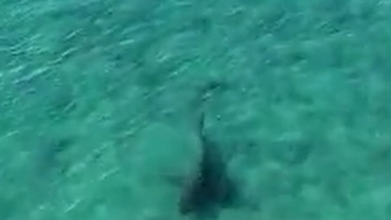 Pamjet me dron tregojnë peshkaqenin shumë afër ‘sërfistëve’ në Florida