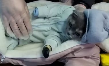 Tentoi t’ia veshë rrobat maces që të duket si foshnje, rusja kapet nga policia – i gjejnë qese me drogë