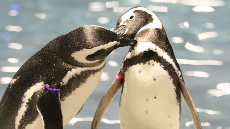 Çdo ditë, pinguinët deklarojnë me zë të lartë dashurinë për partnerin e tyre dhe kërcejnë me lumturi