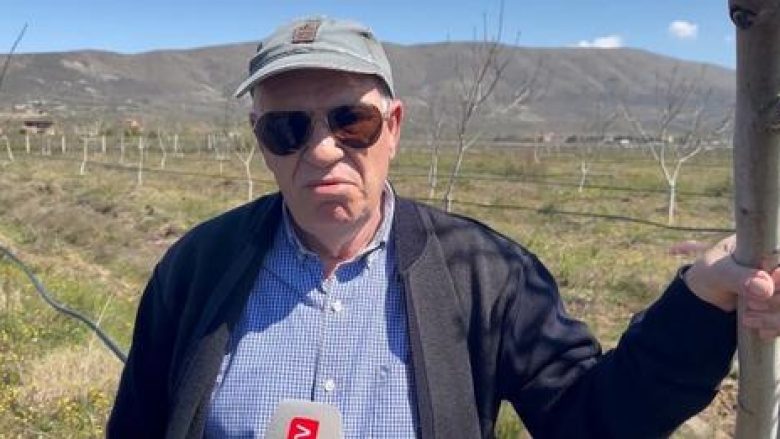 Shqiptari nga Kosova lë SHBA-në për Lezhën, mbjell 100 hektarë tokë me arra por ankohet për mungesën e mbështetjes nga shteti
