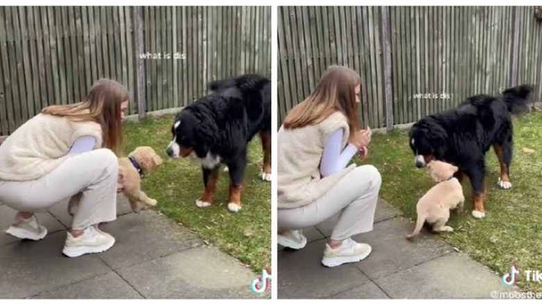 Pronarja mori një qenush dhe e prezantoi me qenin e saj, takimi i tyre është i adhurueshëm