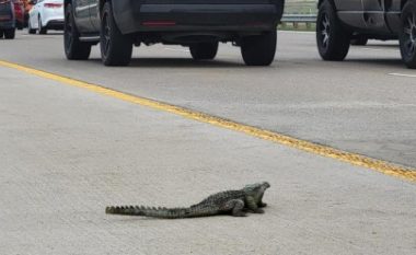 Aligatori që u pa në autostradën e ngarkuar në Teksas ishte në fakt lodër