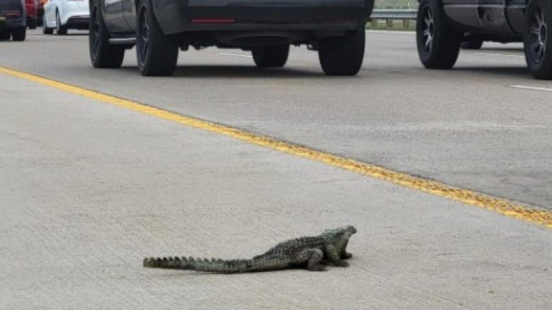 Aligatori që u pa në autostradën e ngarkuar në Teksas ishte në fakt lodër