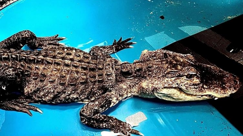 Ngordh në kopshtin zoologjik të Bronx aligatori i cili u shpëtua nga liqeni Prospect Park në Brooklyn