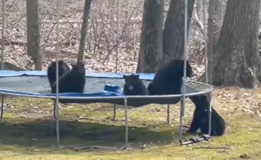 Katër arinj ‘uzurpuan’ trampolinën e një gruaje në SHBA