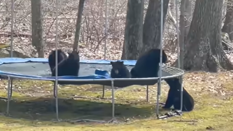 Katër arinj ‘uzurpuan’ trampolinën e një gruaje në SHBA