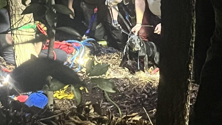Në Kentaki dy qen shpëtohen pasi ranë në një shpellë me thellësi prej 19 metrave