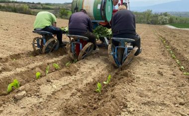 Fillon mbjellja e duhanit në Maqedoni, prodhuesit presin vit të mirë dhe çmime më të larta