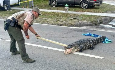 Policia mbylli një rrugë në Florida për shkak të një aligatori