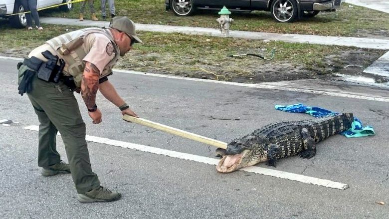 Policia mbylli një rrugë në Florida për shkak të një aligatori