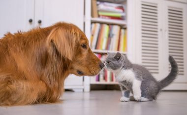 Kush ka shqisën më të mirë të aromës, qentë apo macet?